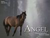 Filename=angel.jpg
Filesize=95KB
Dimensions=500x375
Date added=Dec 30, 2005 angel.jpg