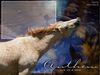 Filename=anthem.jpg
Filesize=28KB
Dimensions=480x360
Date added=Dec 31, 2005 anthem.jpg