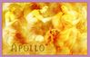 Filename=apollo.jpg
Filesize=235KB
Dimensions=550x350
Date added=Dec 31, 2005 apollo.jpg