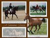 Filename=ashiningsteed.jpg
Filesize=414KB
Dimensions=792x612
Date added=Dec 31, 2005 ashiningsteed.jpg