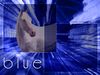 Filename=blue.jpg
Filesize=173KB
Dimensions=500x375
Date added=Dec 30, 2005 blue.jpg