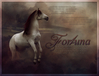 Filename=fortuna.jpg
Filesize=205KB
Dimensions=650x500
Date added=Jun 12, 2007 fortuna.jpg