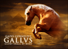 Filename=gallus.jpg
Filesize=203KB
Dimensions=550x400
Date added=Oct 28, 2006 gallus.jpg