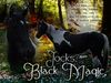 Filename=jocksblackmagic.jpg
Filesize=203KB
Dimensions=500x375
Date added=Dec 30, 2005 jocksblackmagic.jpg