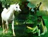 Filename=letterperfectponies.jpg
Filesize=555KB
Dimensions=792x612
Date added=Dec 31, 2005 letterperfectponies.jpg
