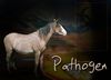 Filename=path.jpg
Filesize=99KB
Dimensions=520x375
Date added=Sep 10, 2005 path.jpg