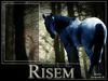 Filename=risem.jpg
Filesize=144KB
Dimensions=500x375
Date added=Dec 30, 2005 risem.jpg