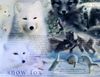 Filename=seasonsofthesnowfox.jpg
Filesize=394KB
Dimensions=760x587
Date added=Dec 31, 2005 seasonsofthesnowfox.jpg