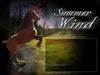 Filename=summerwind.jpg
Filesize=96KB
Dimensions=500x375
Date added=Dec 30, 2005 summerwind.jpg