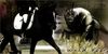 Filename=wildbee.jpg
Filesize=119KB
Dimensions=500x250
Date added=Feb 26, 2006 wildbee.jpg